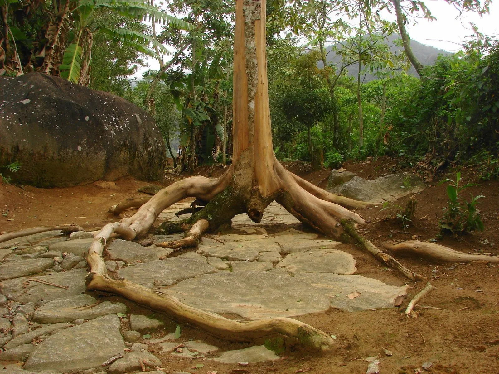 A surviving stretch of the Caminho do Ouro, the stone-paved gold road that climbed from Paraty into the mountains.