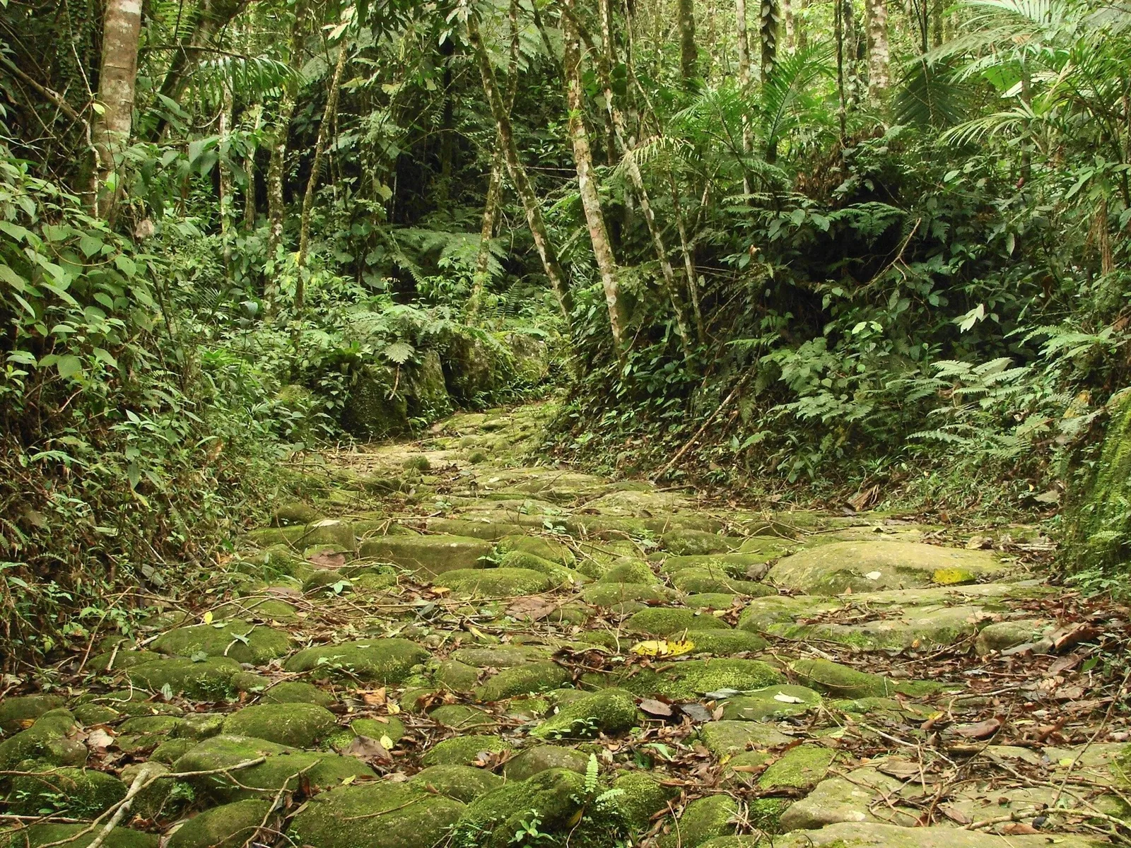 A surviving stretch of the Caminho do Ouro, the stone-paved gold road that climbed from the harbour into the Serra.