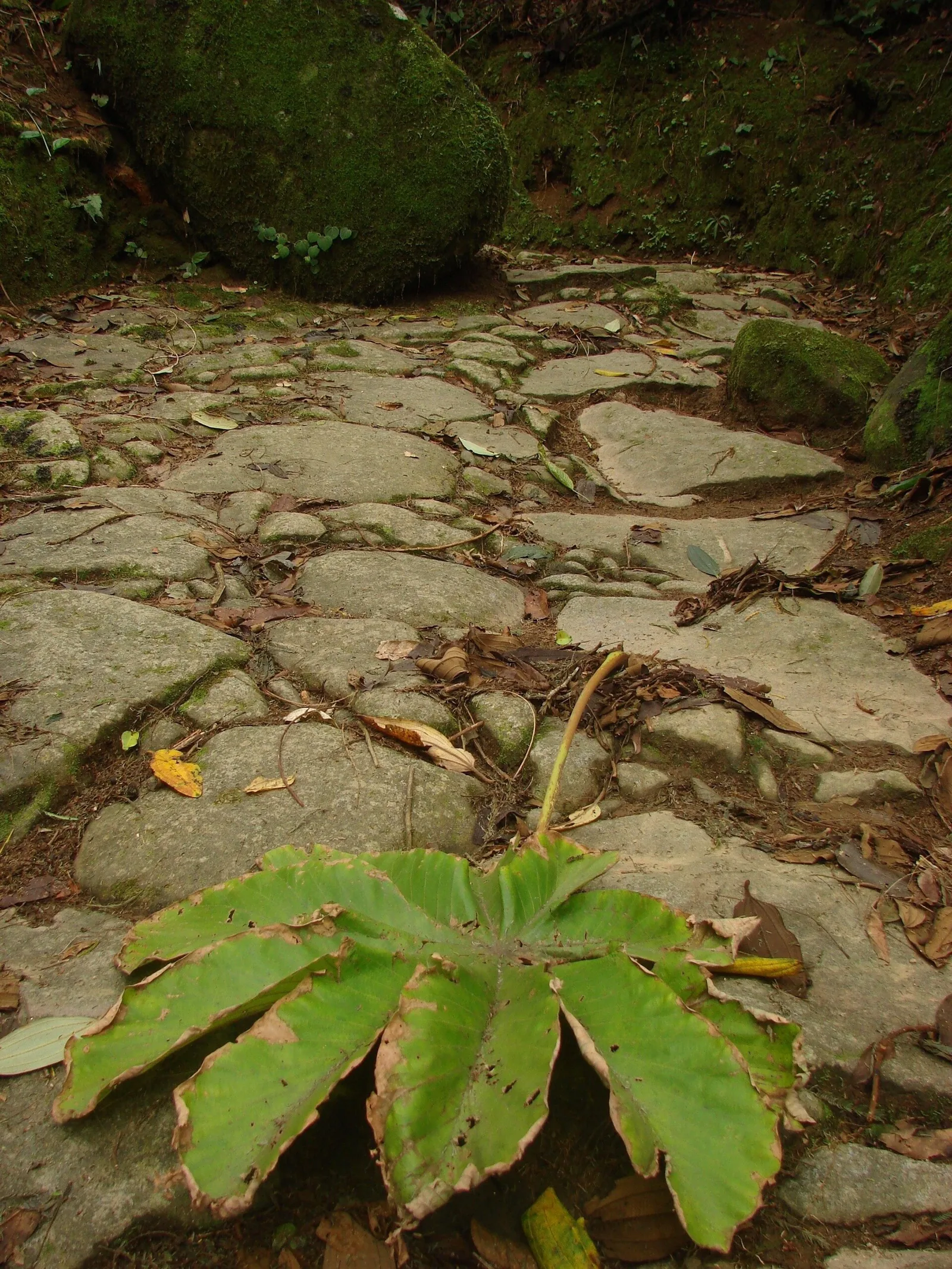 The stone paving of the Caminho do Ouro, laid by enslaved labour in the 1700s and still underfoot today.