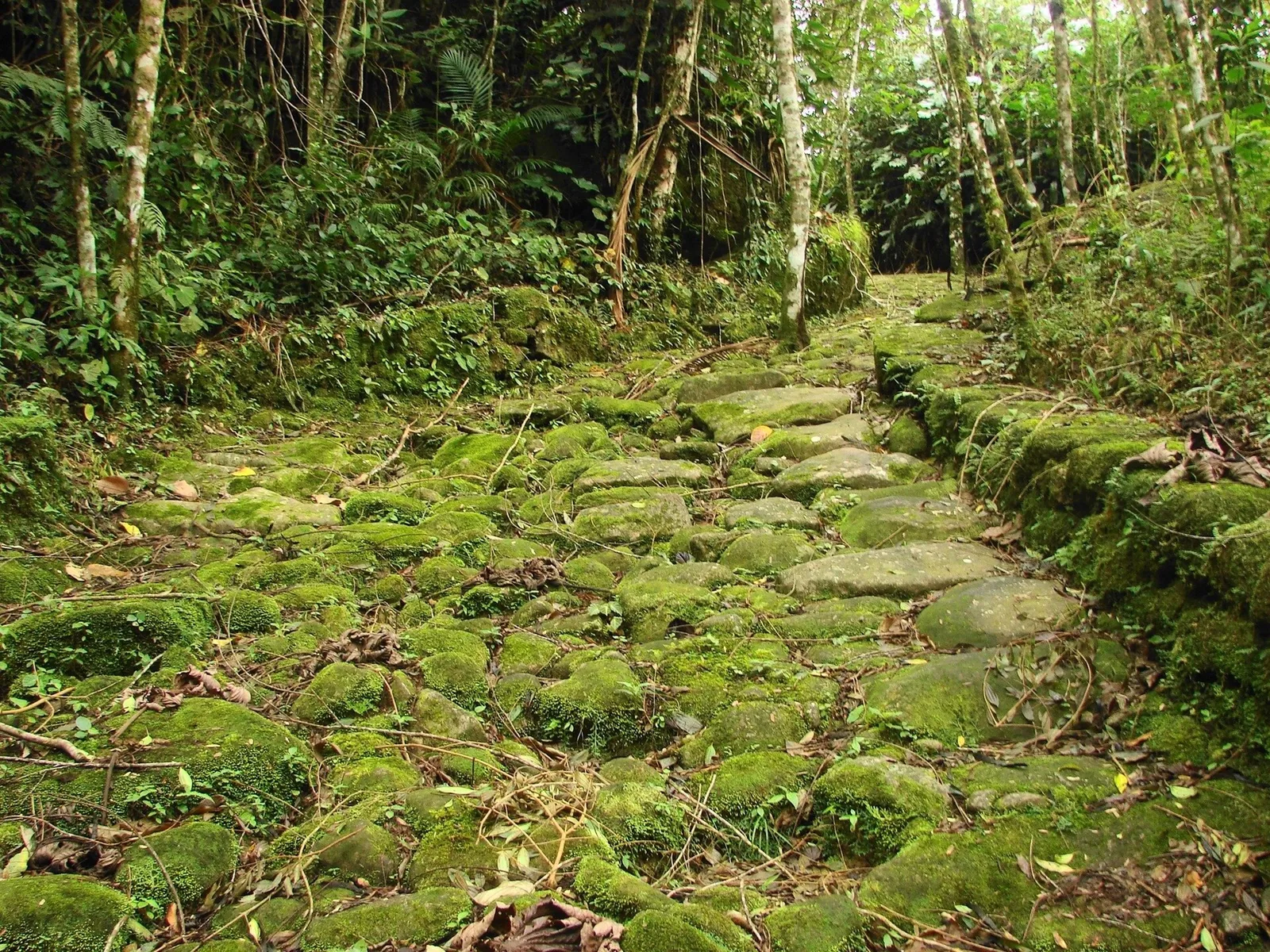 The old road threads through Atlantic forest, much as the mule trains found it three centuries ago.