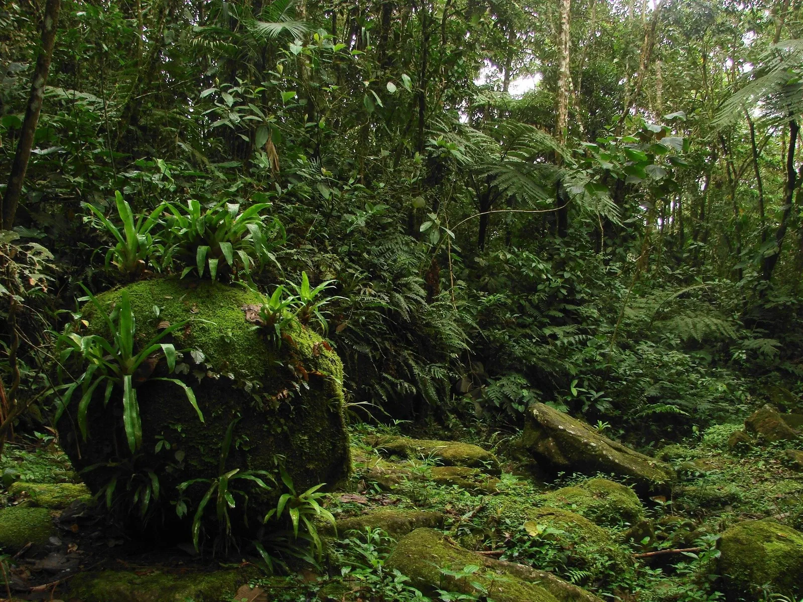 The old road disappears into the canopy — once the link between the gold mines and Paraty's port.