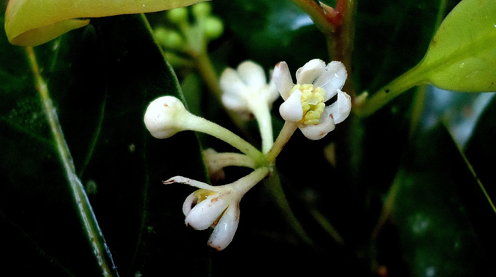 A laurel of the Atlantic Forest in Bahia; many of the forest's plants grow nowhere else on earth.