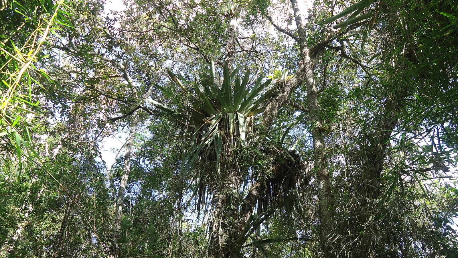 The dense, layered understorey of the Atlantic Forest, where most of the biodiversity hides.