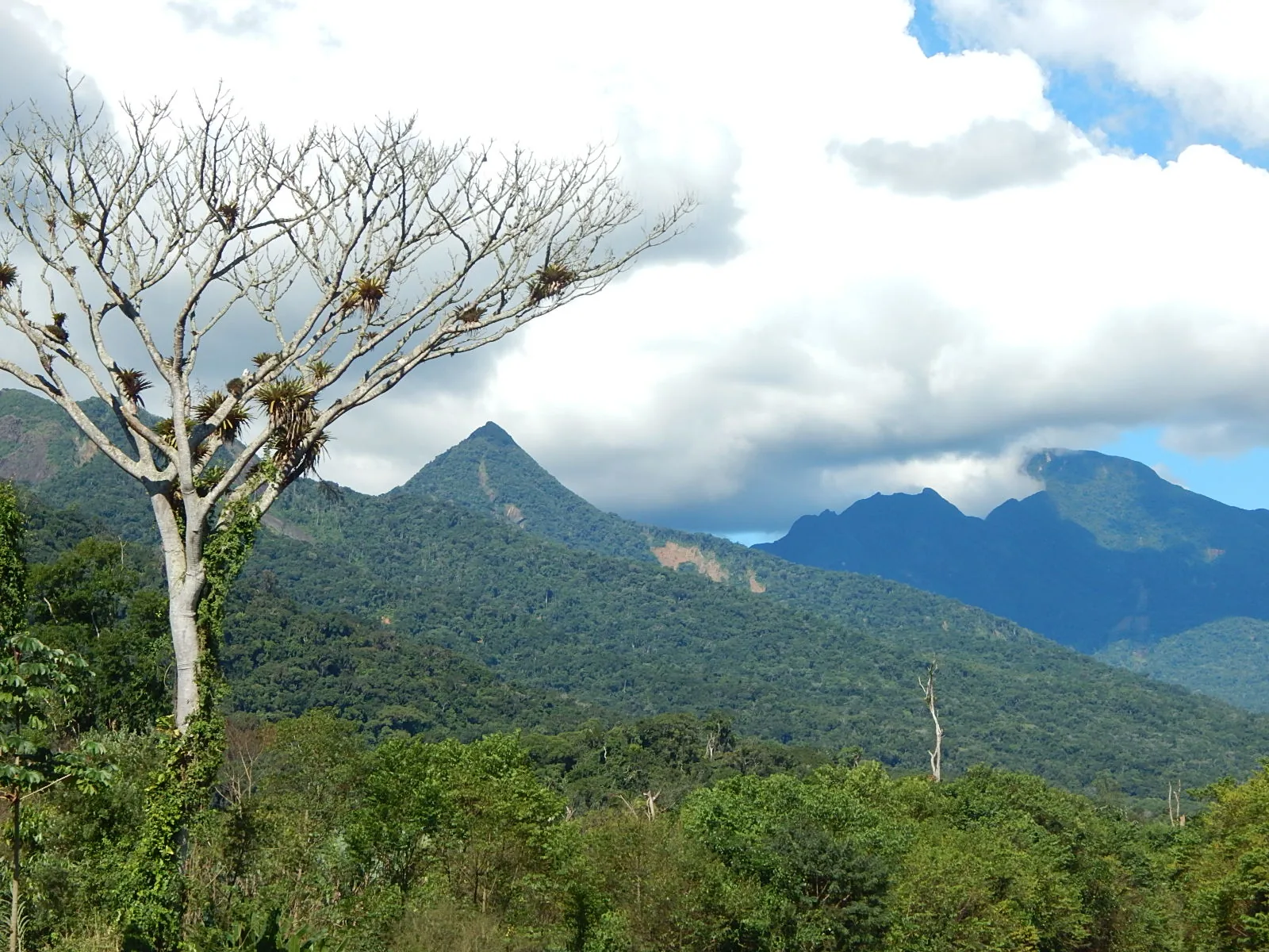 The Serra do Mar's Atlantic Forest. The southeast's green owes everything to a wet summer most travellers would rather skip.