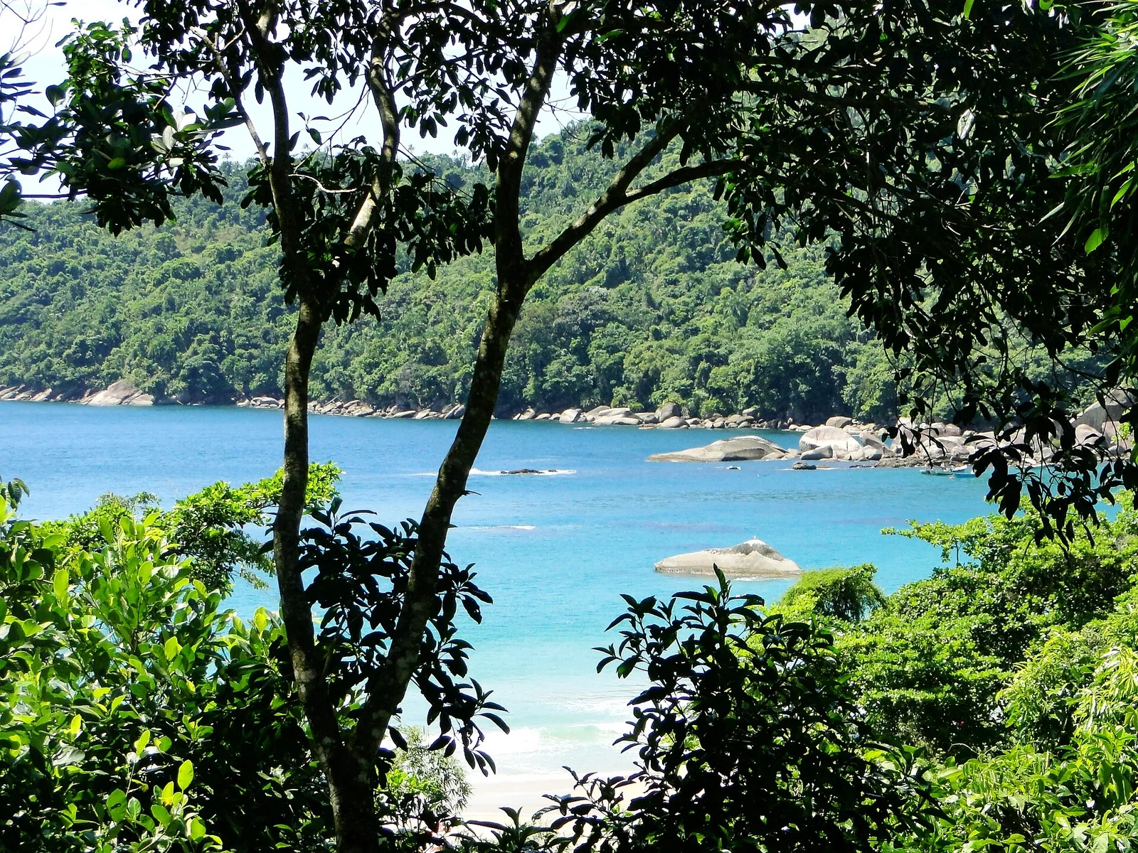 The beaches at Trindade, a short drive south of town, where the forest runs almost to the tideline.
