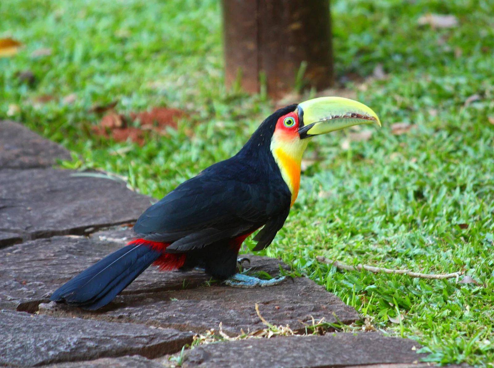A toucan in the Atlantic Forest canopy, one of the flagship birds of the Mata Atlântica.