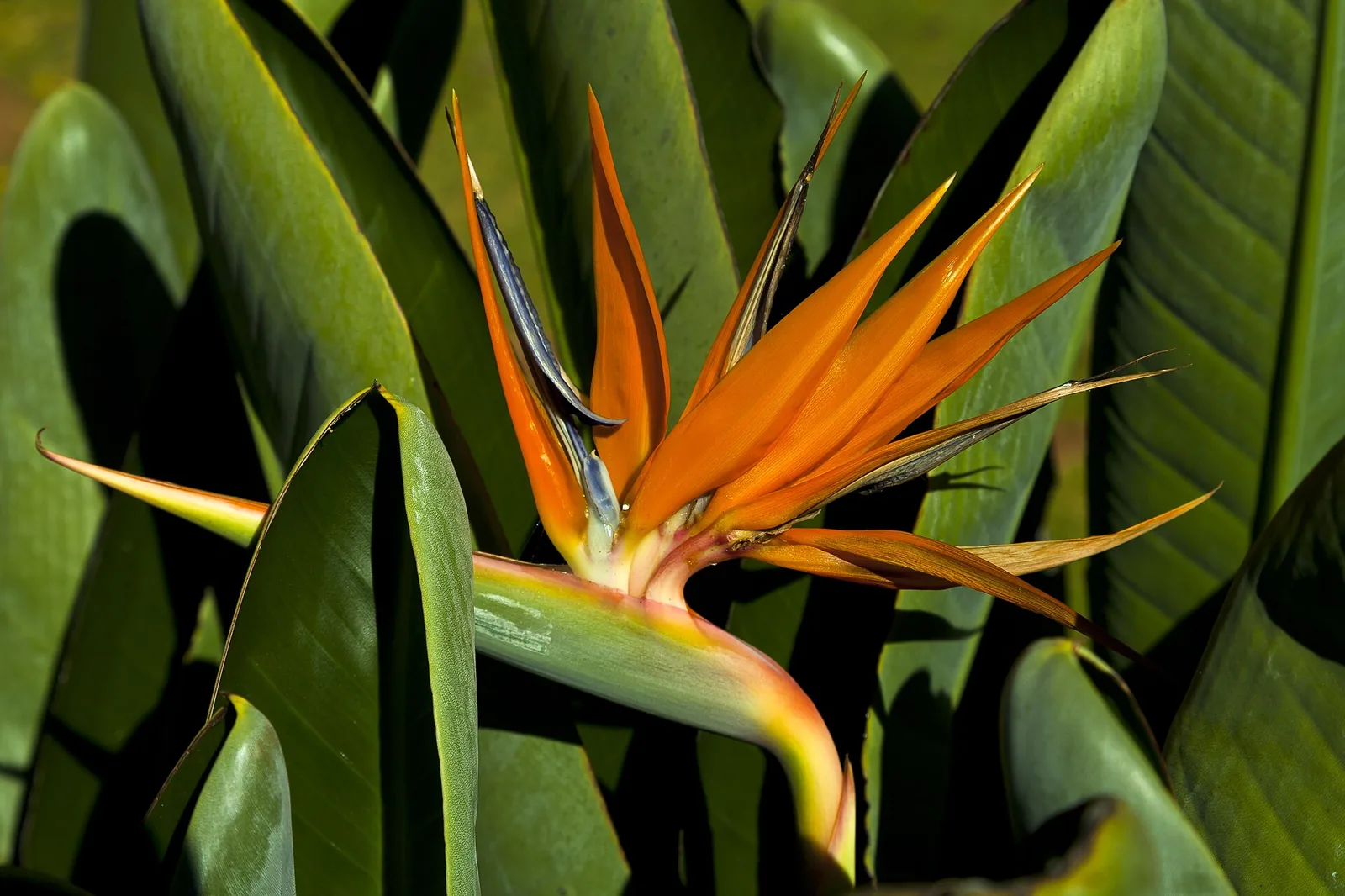 A heliconia in flower — the kind of nectar source that draws hummingbirds and tanagers.